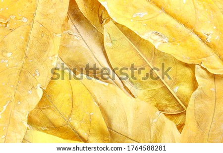Autumn yellow leaves background. Texture