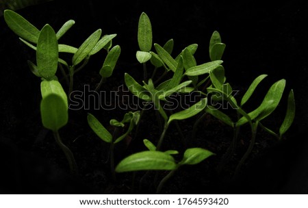 Tomato seedlings that begin to grow photographed from the front
