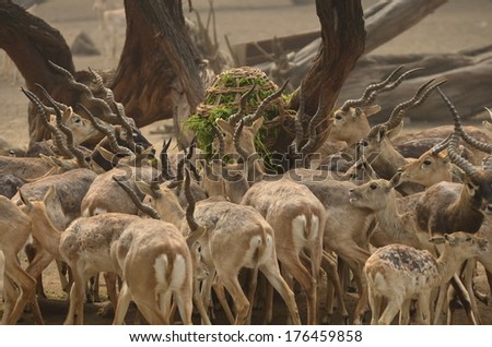Lot of Deer competing against each other to reach out to food