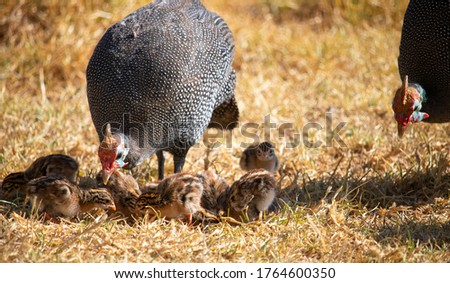 Guineafowl parent feeding with its baby keets. Royalty-Free Stock Photo #1764600350