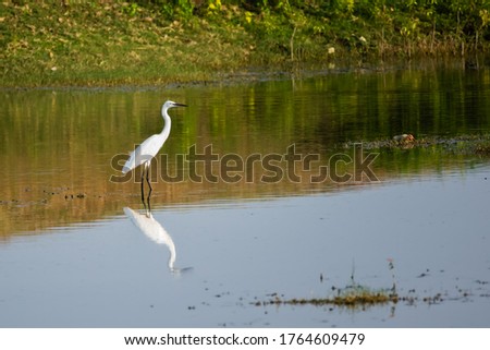 White Great Egret (Ardea alba) captured while standing in a shallow lake