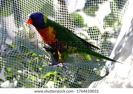 a rainbow lorikeet resting on bird net