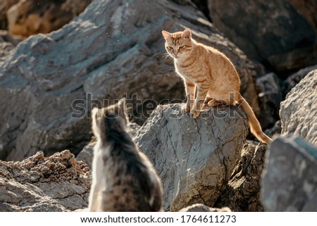 Cats facing each other. Cats standing on the rocks.Orange cat and white cat.