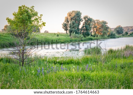 Trees and meadow near lake in evening.