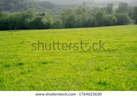 Meadow with green growing grass