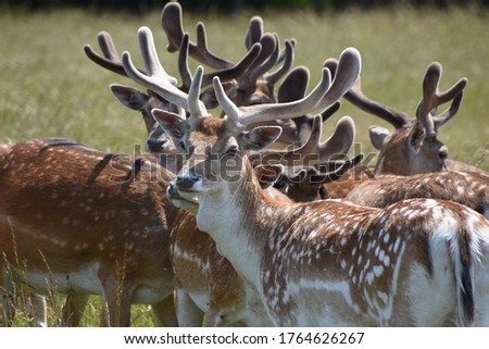 Fawn deer at Holkham Hall country park, Norfolk, UK Royalty-Free Stock Photo #1764626267