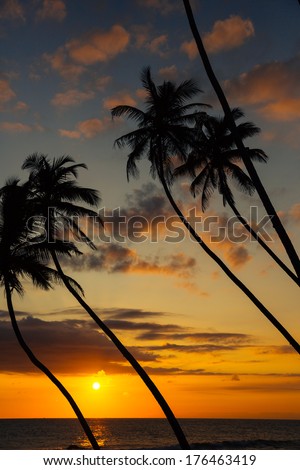 Palms and sun, tropical sunset taken in Unawatuna , Sri Lanka
