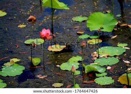Beautiful pink lotus flower in blooming