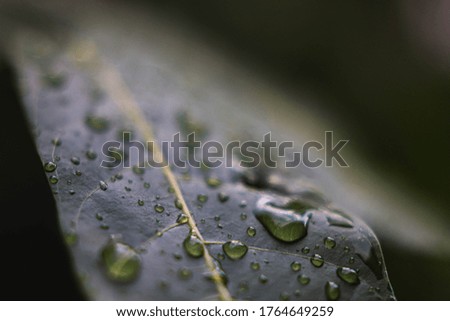 Picture of dew drops from the leaves after the rain