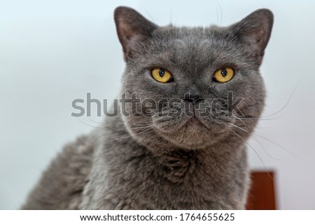 
Portrait of a british shorthair cat with amber eyes