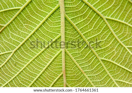 Leaf texture for a background or digital edition