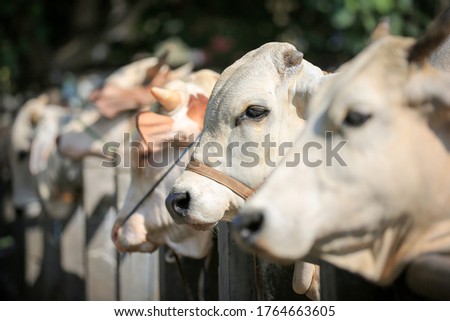 Cattle,cows ( sapi ) in animal markets to prepare sacrifices on Eid al-Adha.  Royalty-Free Stock Photo #1764663605