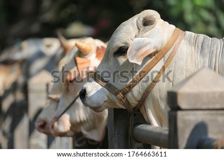 Cattle,cows ( sapi ) in animal markets to prepare sacrifices on Eid al-Adha.  Royalty-Free Stock Photo #1764663611