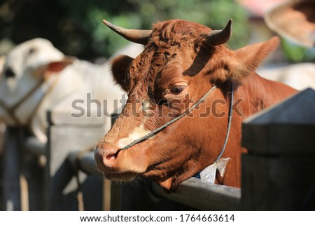 Cattle,cows ( sapi ) in animal markets to prepare sacrifices on Eid al-Adha.  Royalty-Free Stock Photo #1764663614