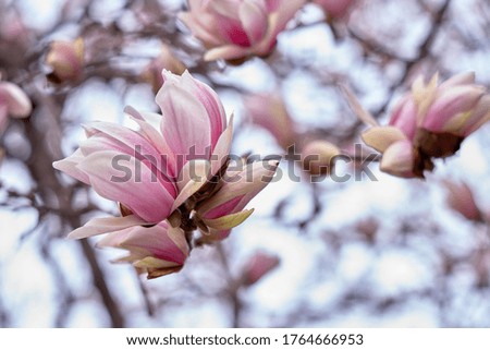 Close up of pink magnolia petals. Spring floral background.