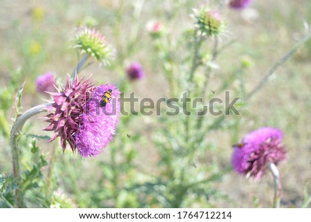 Picture with wildflowers and closup of bee and beetle