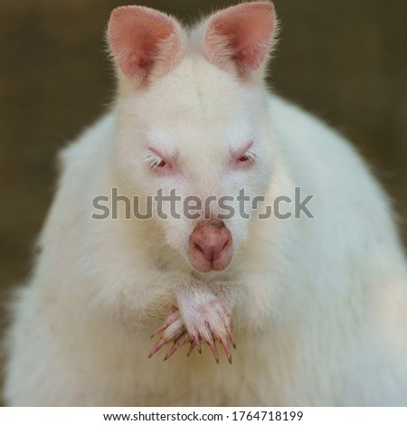 Photography of white kangaroo. Bennett's wallaby in sunny summer. She licking paw very attentively. High resolution image.