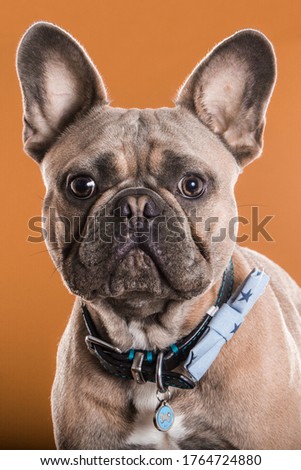 Cute French Bulldog wearing blue bow tie on orange background - dog studio portrait