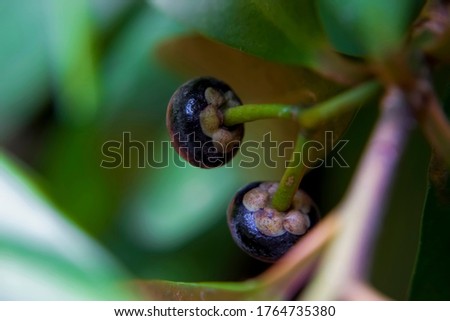 Young and tiny mangosteen fruit close up in a garden