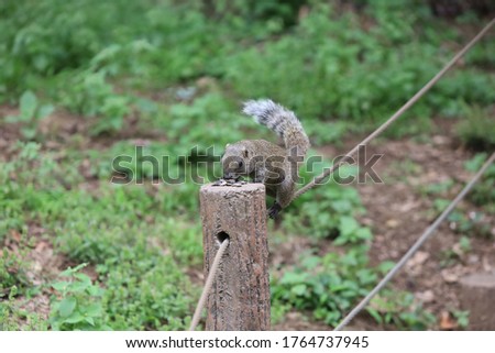 Asia Japan Squirrel Wild animal nature
