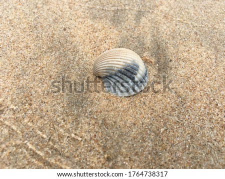 natural sea shell on beach sand 