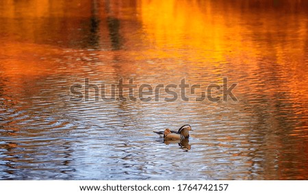 Mandarin duck picture taken on the lake