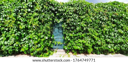 Large-size pictures of doors framed by common ivy (Hedera helix) and Virginia creeper (Parthenocissus quinquefolia) plants in a city gardens