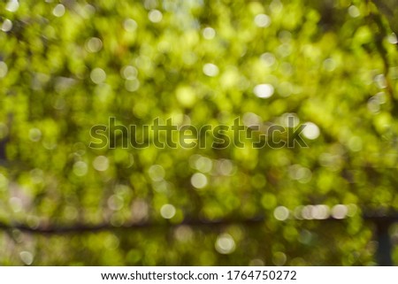 Blurred background side of foliage trees. Background for design insertion