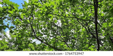 Large-size pictures of maple (Acer) treetop with seeds growing in a city park in summer
