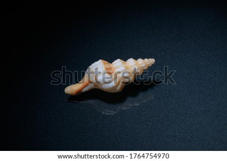 seashell . picture was taken on frosted glass