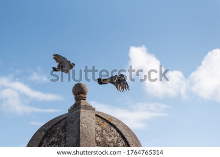 Two birds stay on and fly over stone on sunny day with few clouds background