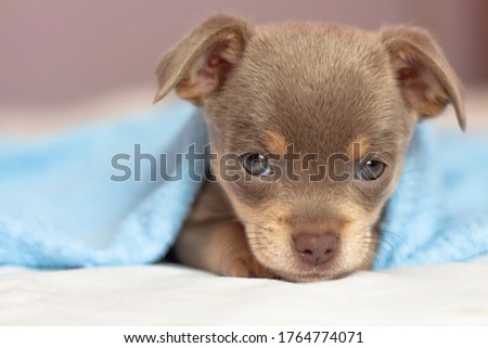 chihuahua puppy. The puppy lies on the bed under a blue blanket. Dog looking at the camera