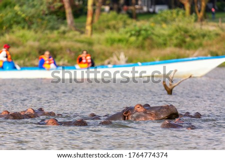 Hippopotamus in Lake Naivasha against boat with tourists. Tourism in Kenya.