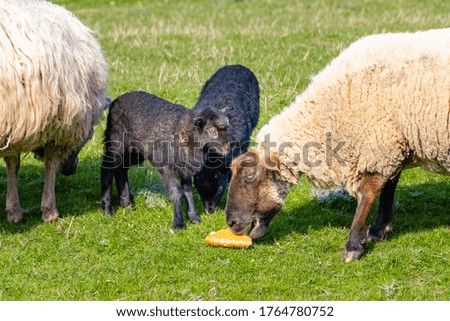 adult sheep eating bread with lamb looking interested