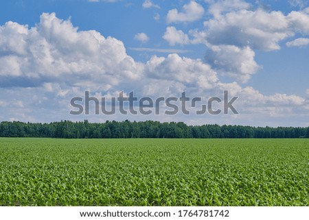 Agricultural field with corn on a background of a beautiful cloudy sky. Summer landscape