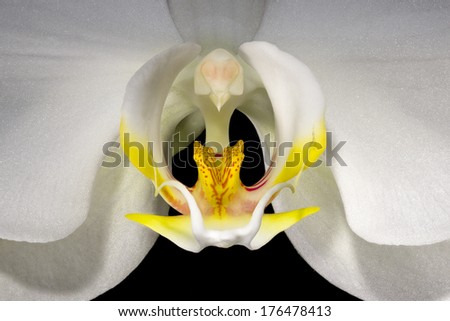 Extreme closeup view of the yellow center of a white orchid