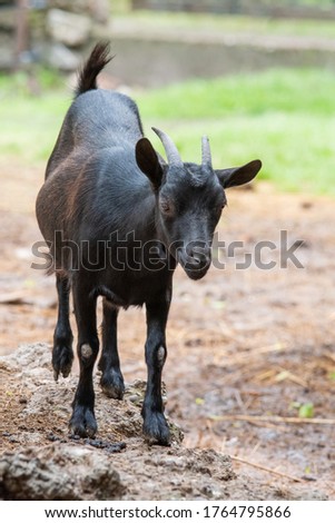Domestic animal, photo of a black goat kid in a farm 