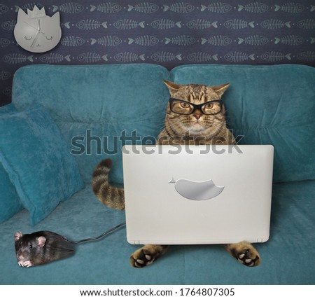 The beige cat in glasses is using a silver laptop on a blue sofa at home. A black computer mouse is next to him.