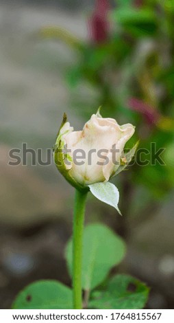 white rose buds with blur background