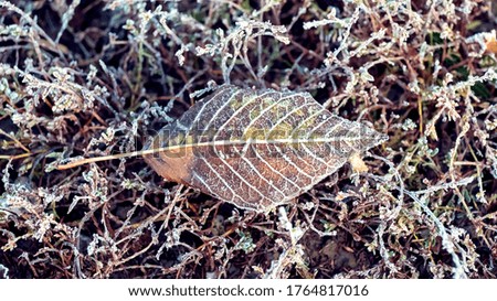 Frost-covered dry leaf of a tree on frozen grass