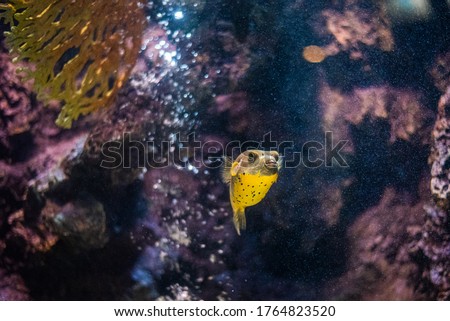 A Beautiful blowfish or porcupine fish