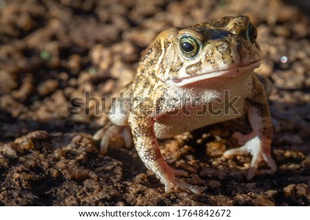 Macro image of a guttural toad or Sclerophrys gutturalis in Serengeti, Tanzania