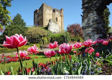 Tulips blossom with Guildford Castle in the background, Surrey, England Royalty-Free Stock Photo #1764844484