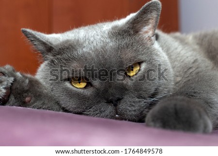 
British big cat lies on a purple bedspread on the bed. Close-up. Portrait. Shallow depth of field.