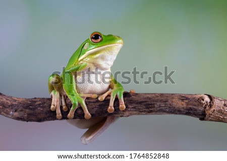 White lipped tree frog on branch, tree frog on green leaves, animal closeup Royalty-Free Stock Photo #1764852848