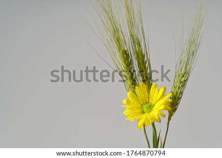 Single fresh yellow chrysanthemum with green wheat, close-up shot, yellow daisies flowers isolated on grey.