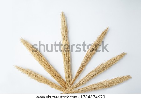 dried pampas  on a white background