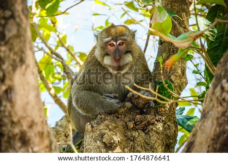 Portrait of a big furry male long-tailed macaque (Macaca fascicularis) in nature at Nusa Penida island, Bali, Indonesia