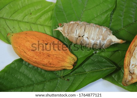 Fresh cocoa fruits and leaves isolated on white background