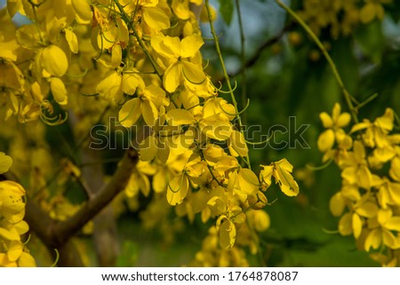 Close up of a yellow flower blooming on a golden shower tree or golden rain tree on a green background.